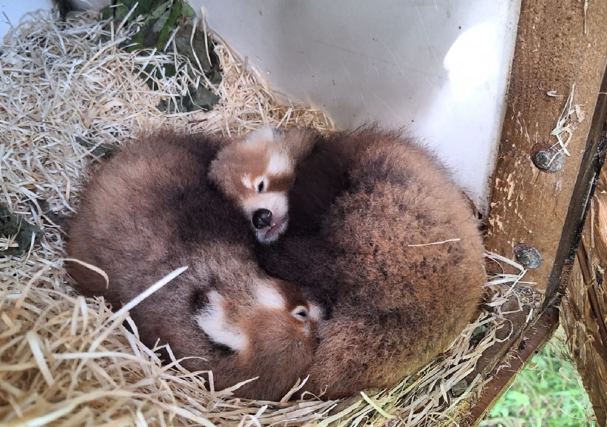 Early birthday presents for red panda mum | Blackpool Zoo